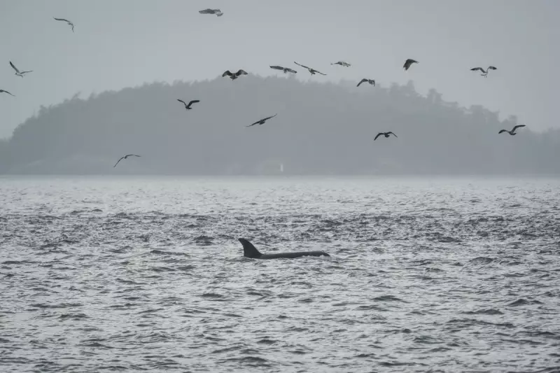 Killer Whales in Peril: Scientists Reveal Disturbing New Threat to Orca Populations