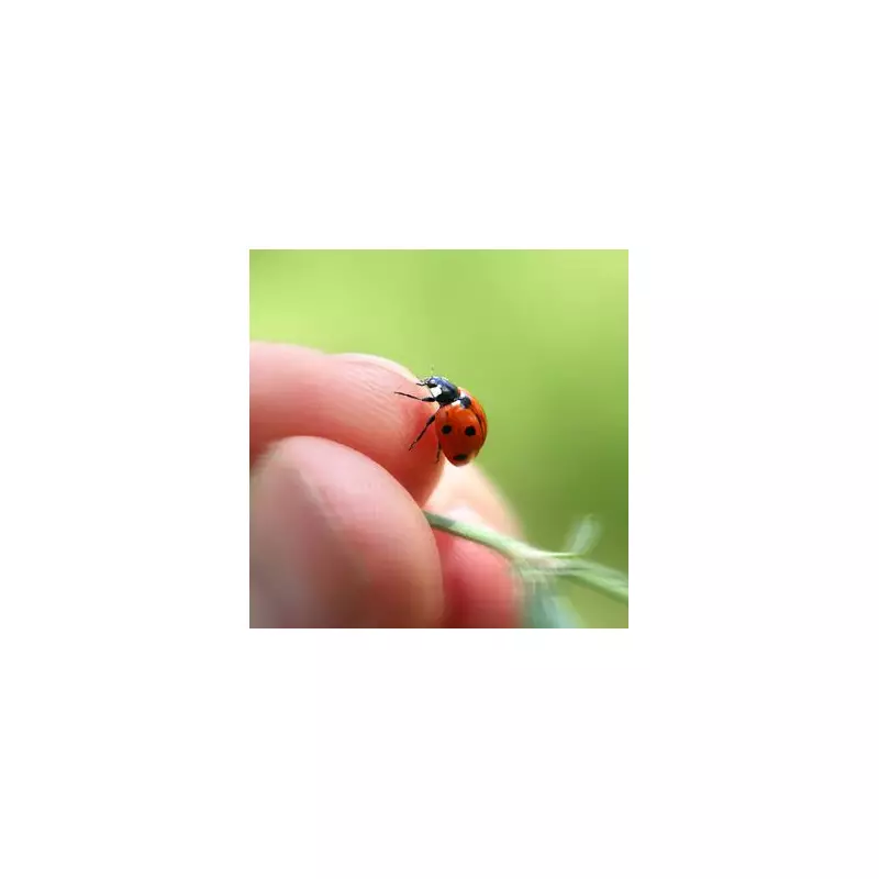 Ladybird Invasion Alert: UK Homes Under Siege as Experts Issue Urgent Advice