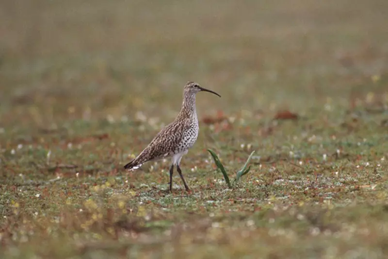 Lost Forever: The Tragic Tale of the Slender-billed Curlew's Extinction