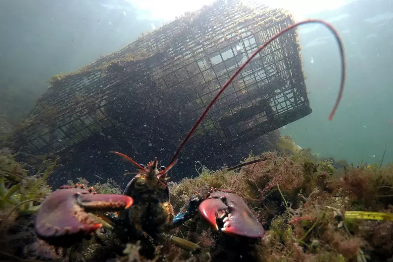 Maine's Lobster Boom: How Climate Change Creates Unprecedented Shellfish Surge