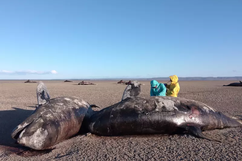 Marine Mystery: Pod of Killer Whales Perishes in Mass Argentina Stranding