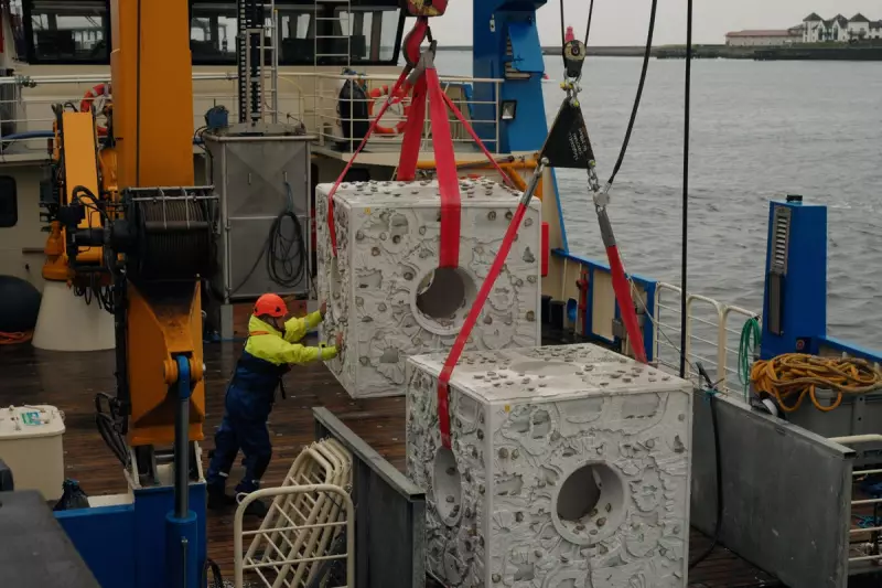 Marine Renaissance: Thousands of Native Oysters Return to UK Waters in Groundbreaking Restoration