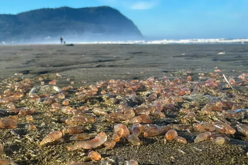 Mass Bird Die-Off Baffles Scientists: Thousands of Seabirds Wash Ashore on US West Coast