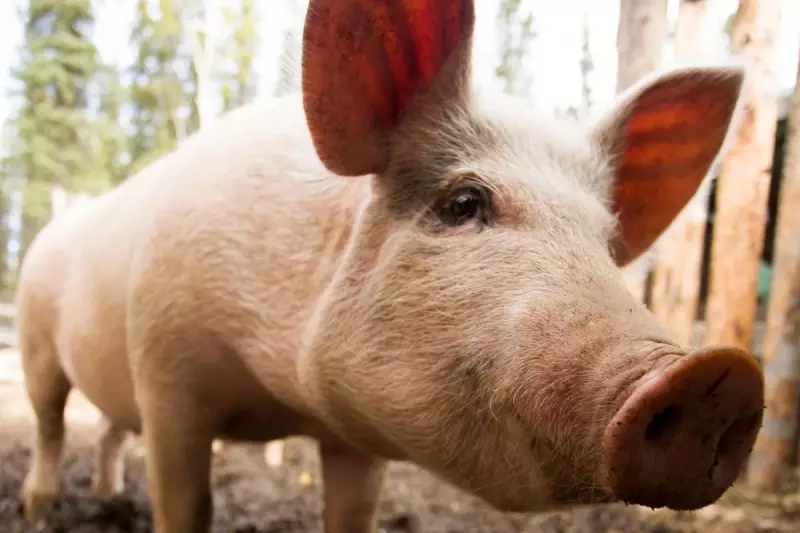 Medical Marvel: British Scientists Pioneer Revolutionary Pig Organ Transplants