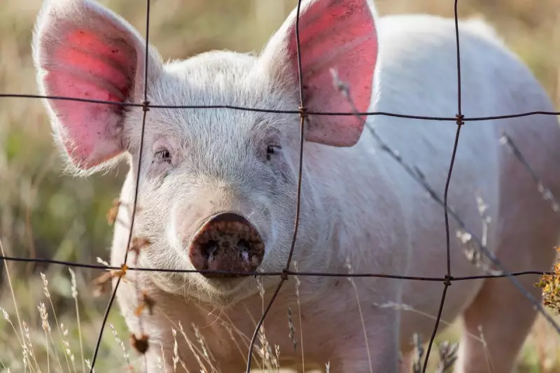 Medical Marvel: Surgeons Connect Human Patient to Pig Liver in Groundbreaking Procedure
