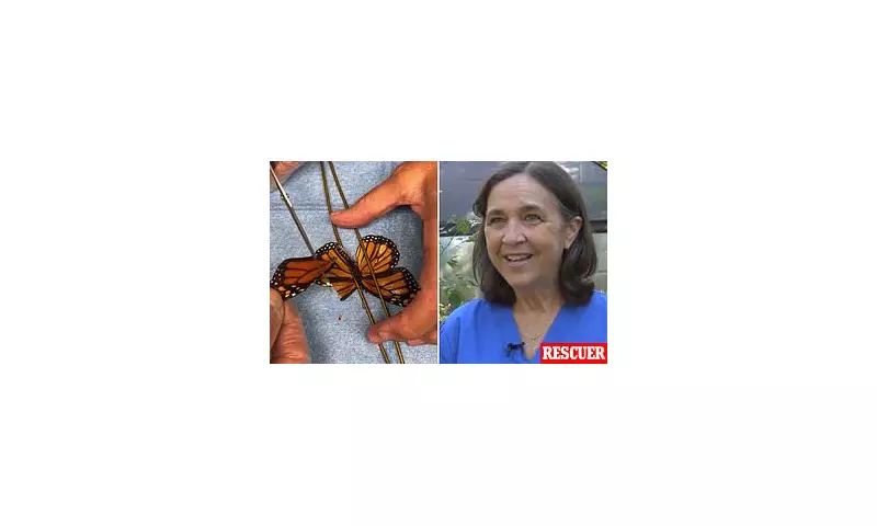 Monarch Butterfly Miraculously Spotted in New York After Epic 2,500-Mile Journey From UK