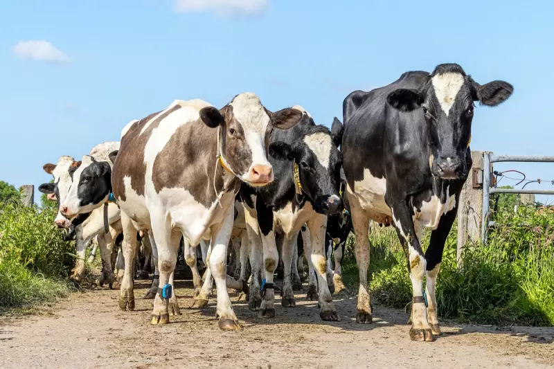 Moo-ving Obstacle: Train Services Derailed by Herd of Cows on Welsh Tracks