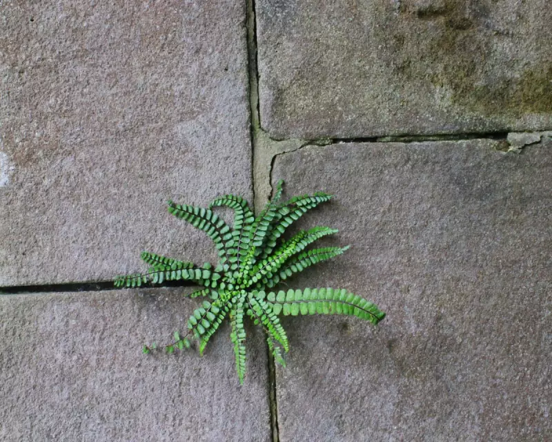 Nature's Cathedral: How Mountain Plants Found Sanctuary in Derbyshire's Abandoned Chapel