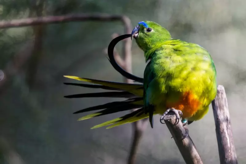 Orange-bellied Parrot's Remarkable Recovery Threatened by New Danger