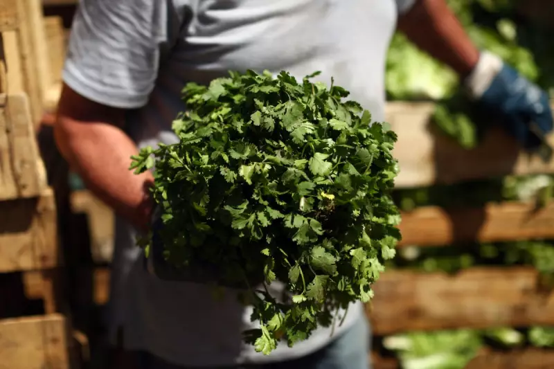 Parsley Power: The Humble Herb That Could Transform Your Health and Banish Bloating