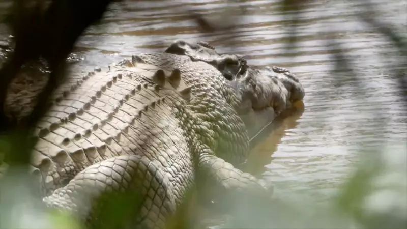 Queensland's 'Wrongfully Arrested' Crocodile Sparks Indigenous Outrage and Legal Battle