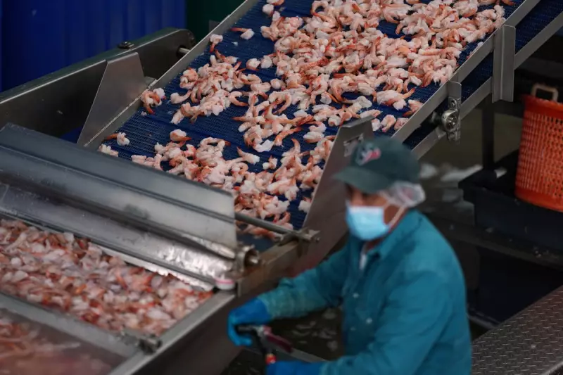 Radioactive Shrimp Scandal: Michigan Recalls Contaminated Seafood from Indonesia