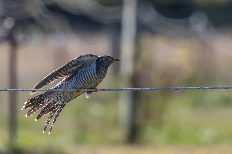 Rare European Cuckoo Sparks Birdwatching Frenzy in New York After Astounding Transatlantic Flight