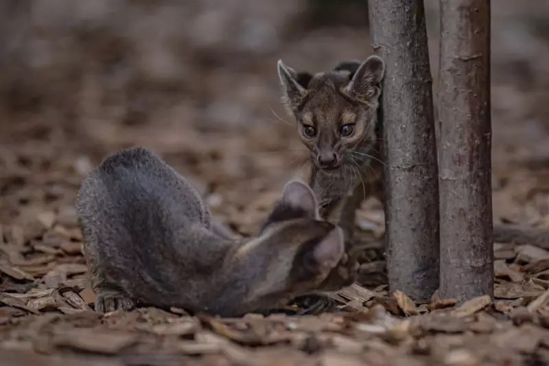 Rare Fossa Triplet Boom at Chester Zoo Offers Hope for Madagascar's Endangered Predator