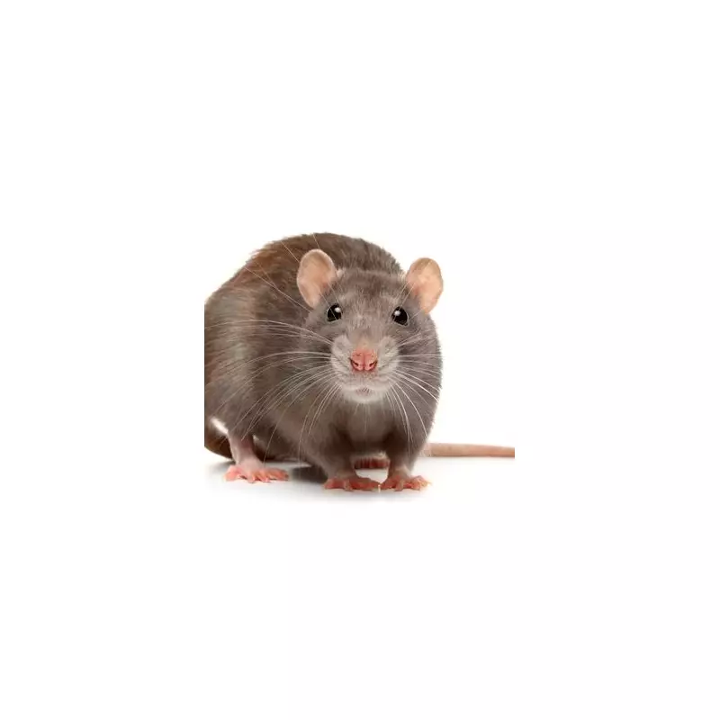 Rat Poison Crisis Grips UK City: Urgent Warning Issued as Mystery Illness Strikes