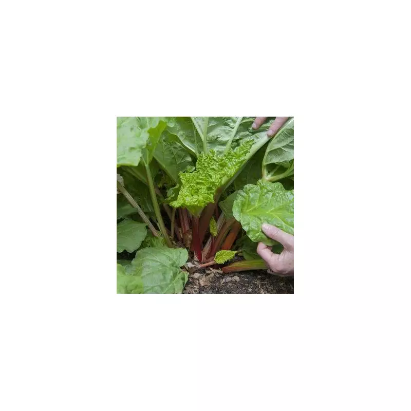Rhubarb Warning: The One Gardening Task You Must Never Do in June