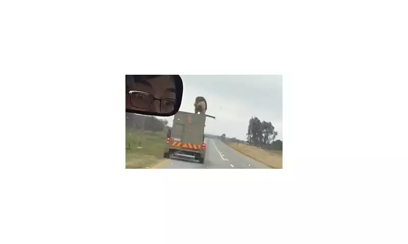Roaring Terror on British Roads: Moment Escaped Lion Leaps at Moving Car in Heart-Stopping Footage