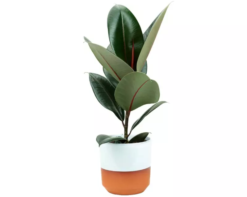 Rubber Plant Rescue: Decode Your Ficus's Leafy SOS Signals