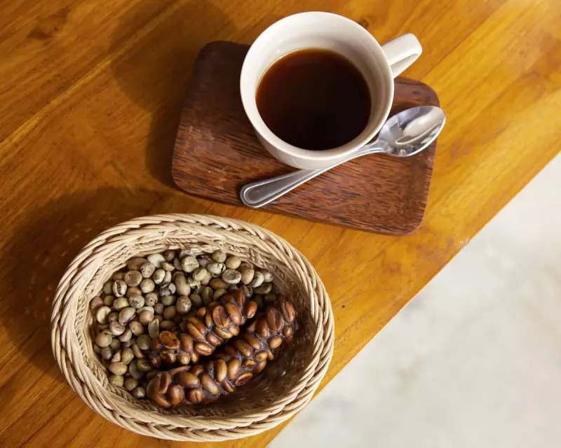Science Uncovers the Secret Behind Kopi Luwak's Unique Flavour Profile