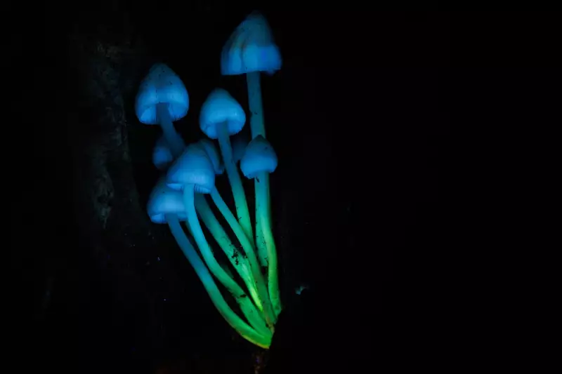 Scientists Discover Humans Glow in the Dark: The Hidden Light Within Us All