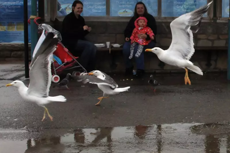 Seagull Aggression Crisis: Scotland's Coastal Towns Under Siege From Dive-Bombing Birds