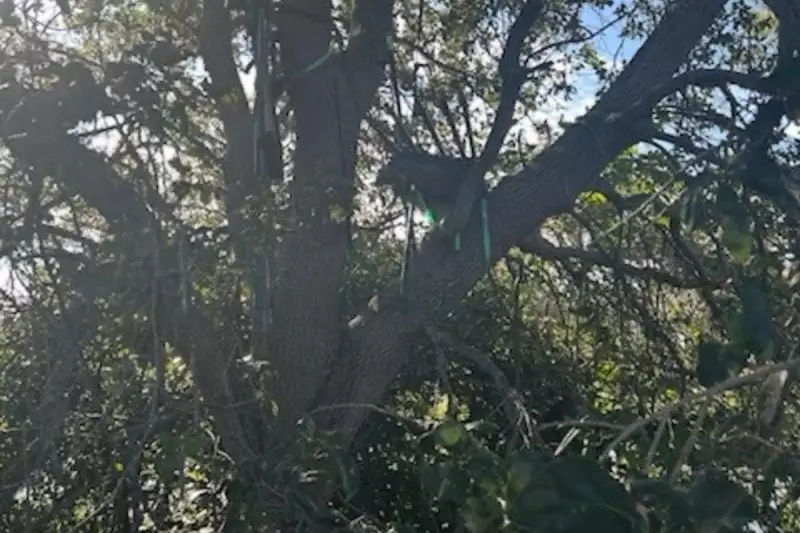 Secret Service Agent's Dangerous Tree Stand Incident During Trump's Air Force One Landing