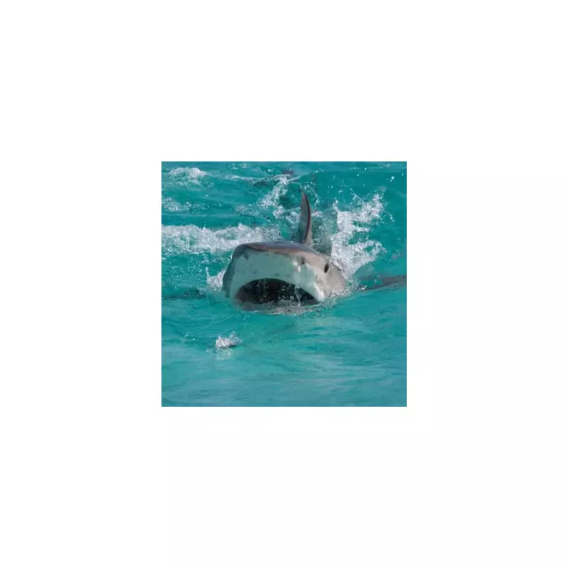 Shark Attack Survivor's Incredible Recovery: Man Swims Again After Horror Ordeal