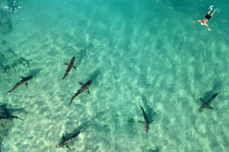Shark Feeding Frenzy Turns Deadly: Diver Killed in Horrific Attack