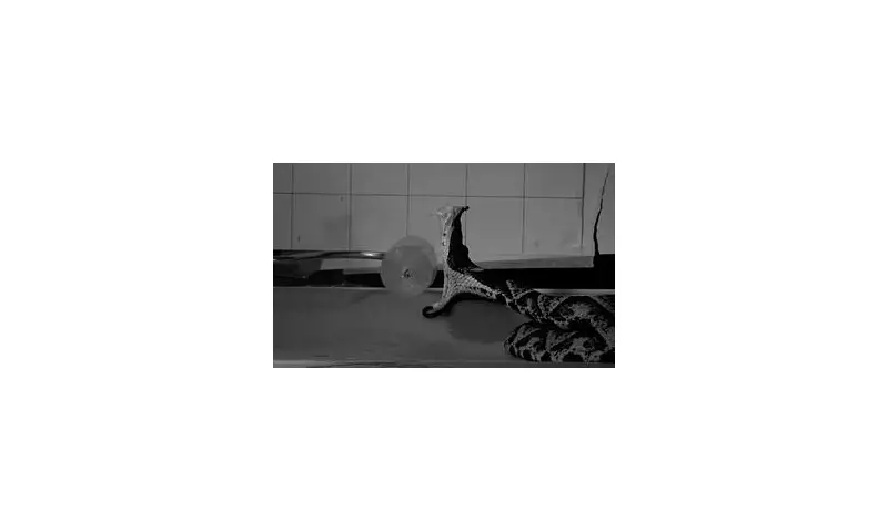 Snakes Strike With Chilling Precision: Terrifying Slow-Motion Footage Reveals Predators' Lightning Attack Strategy