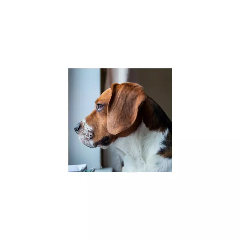 The Heartbreaking Truth: What Your Dog Really Does When Left Home Alone
