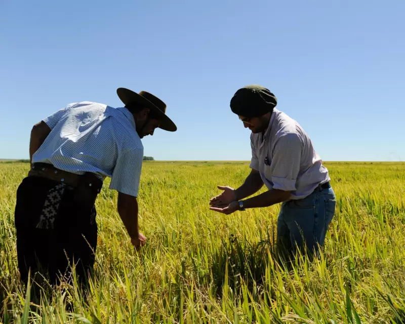 The Human Cost of Uruguay's Rice Harvest: Cancer, Lung Disease and Miscarriages Plague Workers