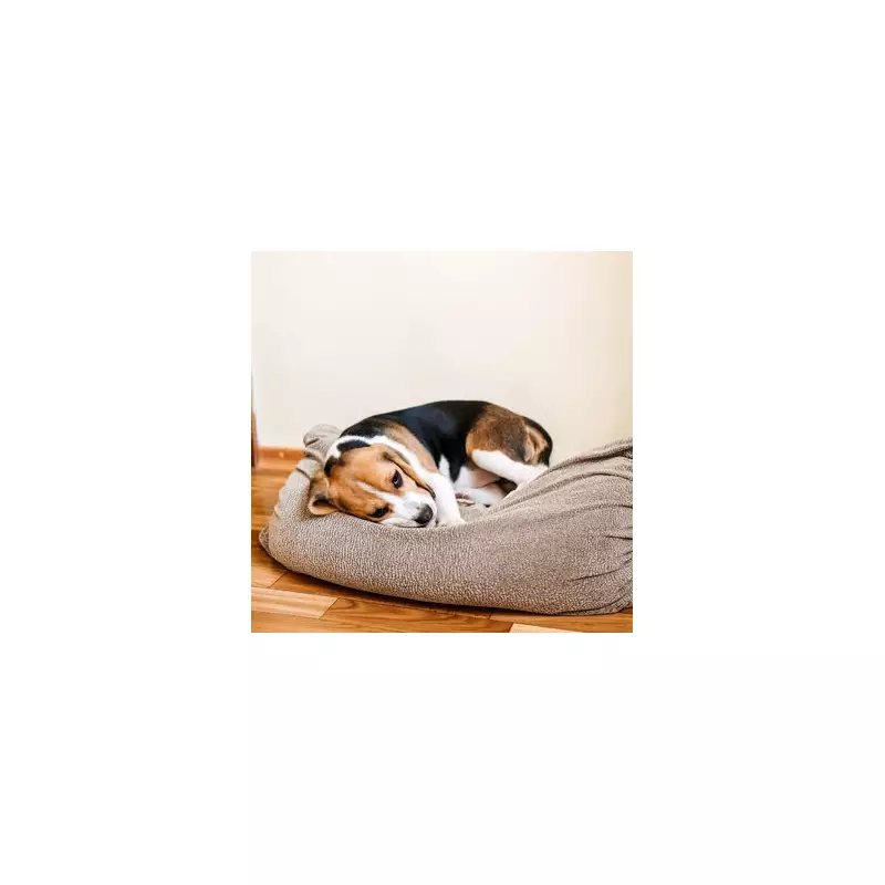 The Simple Dog Walking Trick That's Taking Britain By Storm - Owners Are Amazed