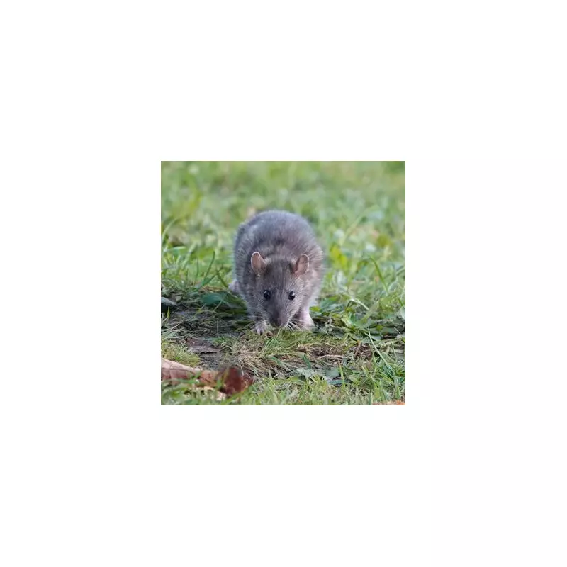 The Simple Household Ingredient That Sends Rats and Mice Running - Experts Reveal All