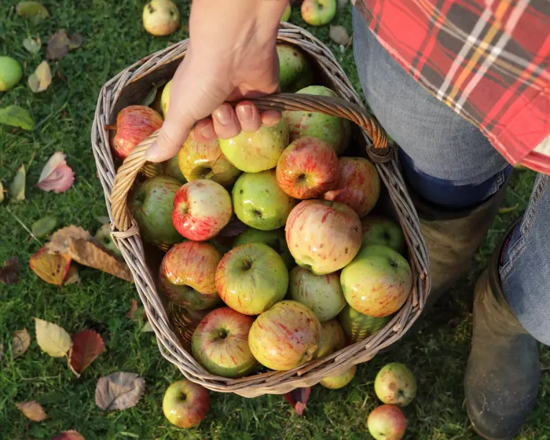 The Unspoken Grief: How a Simple Apple Harvest Revealed a New Form of Loss