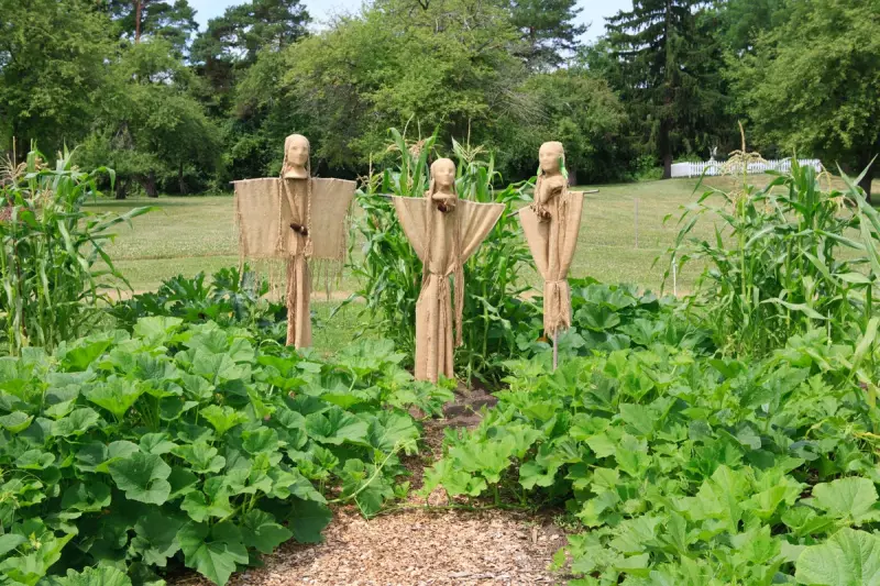 Three Sisters Gardening: The Ancient Native American Method Transforming UK Vegetable Patches