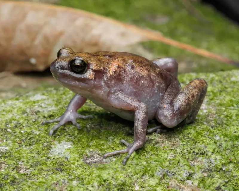Tiny New Frog and Gecko Species Discovered on Remote Duan Island in Scientific Breakthrough