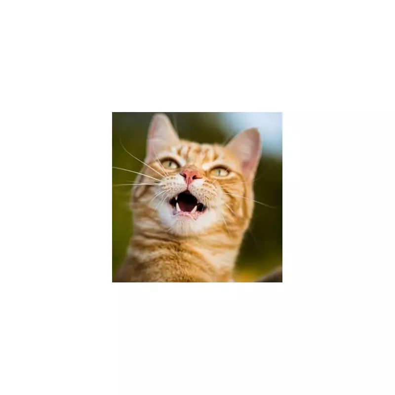 Toxic Cat Bite Nightmare: Brit's Holiday Turns to Horror After Feline Attack