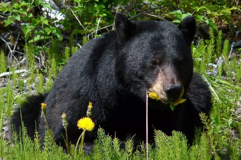 Tragic Mistake: Wrong Bear Killed in Arkansas After Rare Mauling Incident