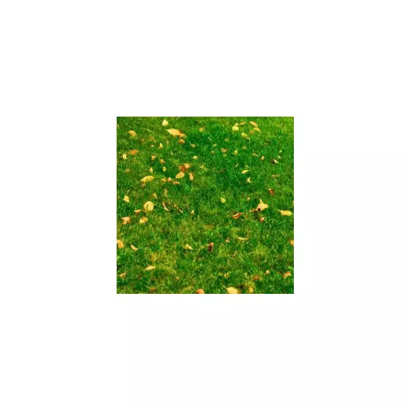 Transform Your Lawn Into a Lush Green Paradise With This Simple Coffee Grounds Trick