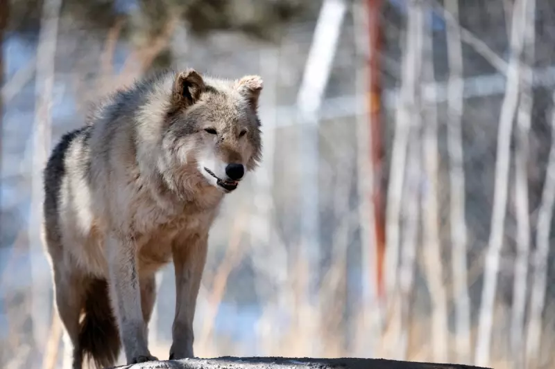 Trump's Colorado Ballot Battle Threatens Gray Wolf Reintroduction Across State Lines