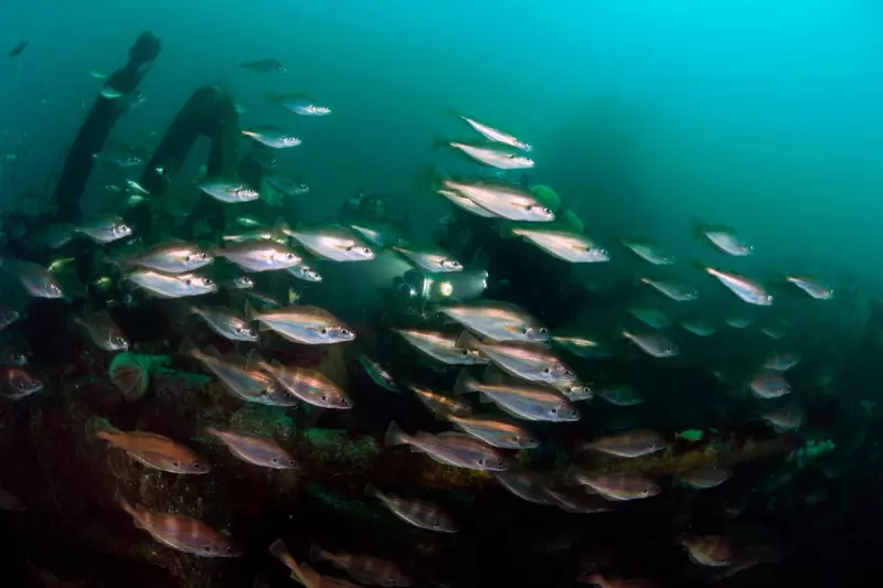 UK Government Faces Legal Showdown Over North Sea Oil and Gas Licensing Spree