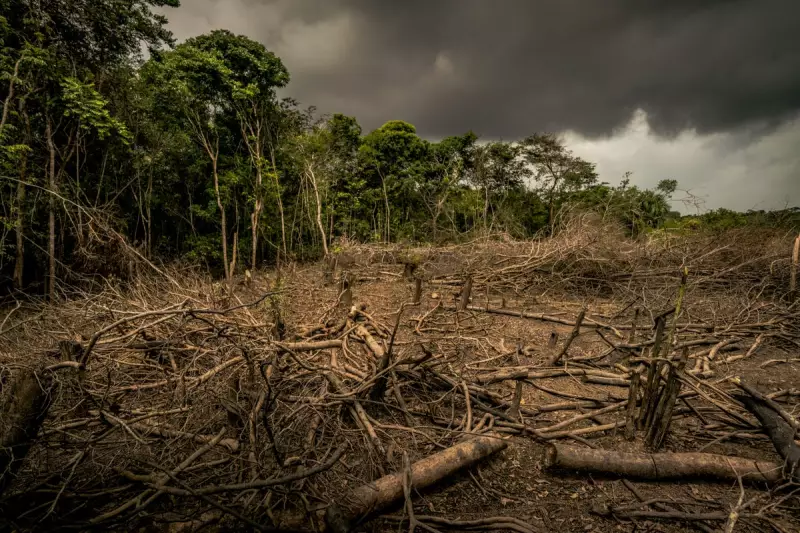 UK Supermarkets Fueling Amazon Destruction: WWF Exposes Troubling Supply Chains