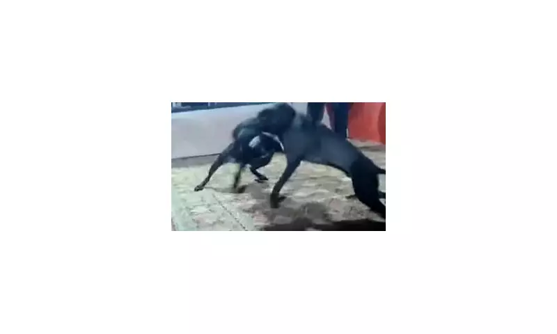 Undercover Sting Rescues Pitbull from Vicious Dog Fighting Ring in West Midlands