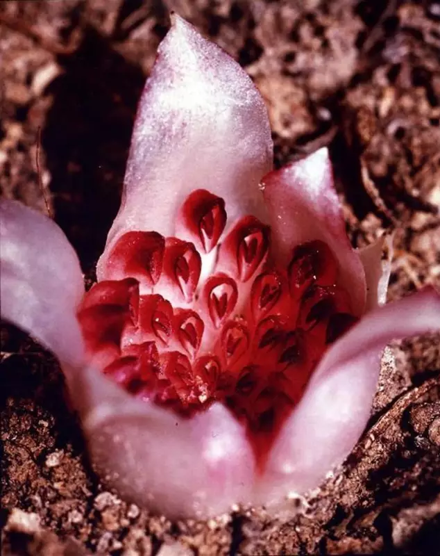 Underground Orchid Sensation: The Flower That Blooms Entirely Beneath the Earth