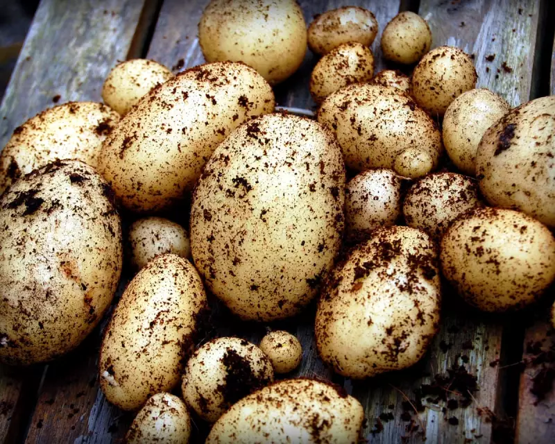 Unearthed Histories: The Untold Stories Hidden Beneath Britain's Potato Fields