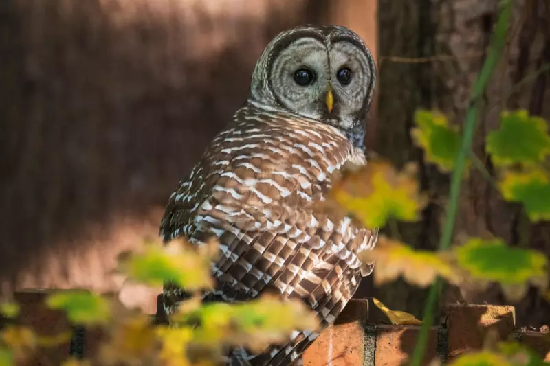 US Senate Blocks Protection for Northern Spotted Owls in Dramatic Environmental Policy Reversal