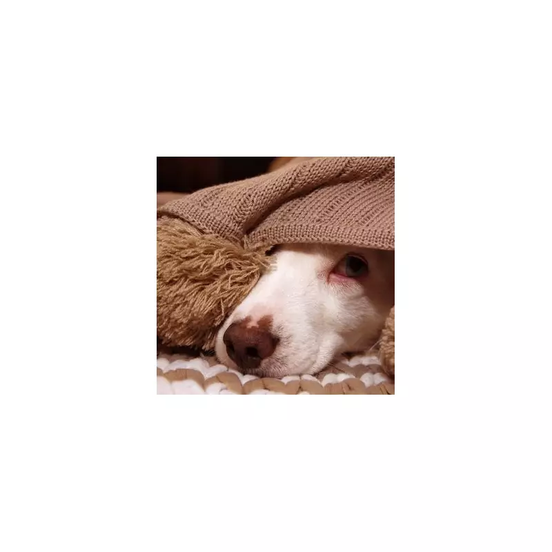 Vet Reveals: The Simple Secret to Keeping Your Pet's Water Bowl Sparkling Clean