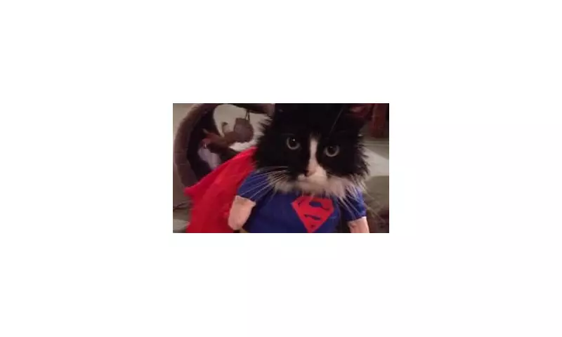 Vets Issue Urgent Halloween Warning: Why Dressing Up Your Pet Could Be Deadly