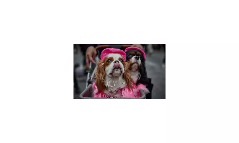 Vets Issue Urgent Warning: Calling Pets 'Fur Babies' Could Harm Their Health