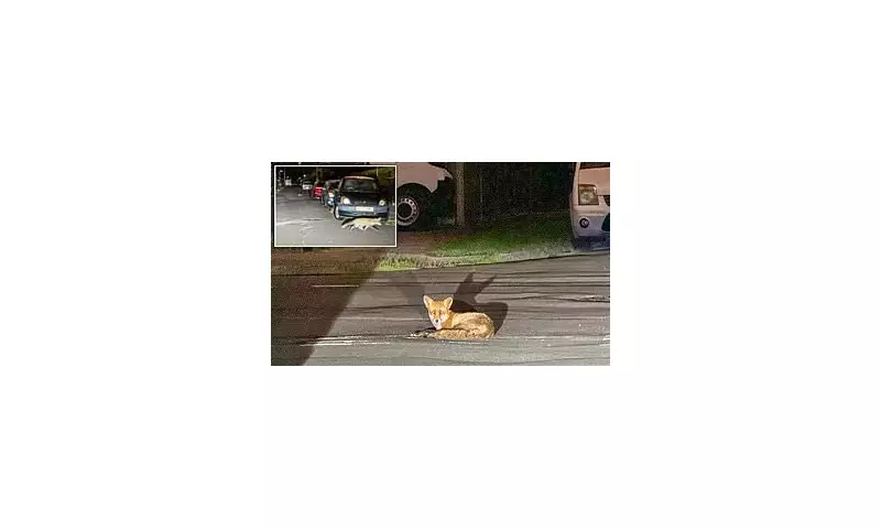 Village Under Siege: Furious Residents Claim Foxes Are Deliberately Damaging Cars in Co-ordinated Attacks